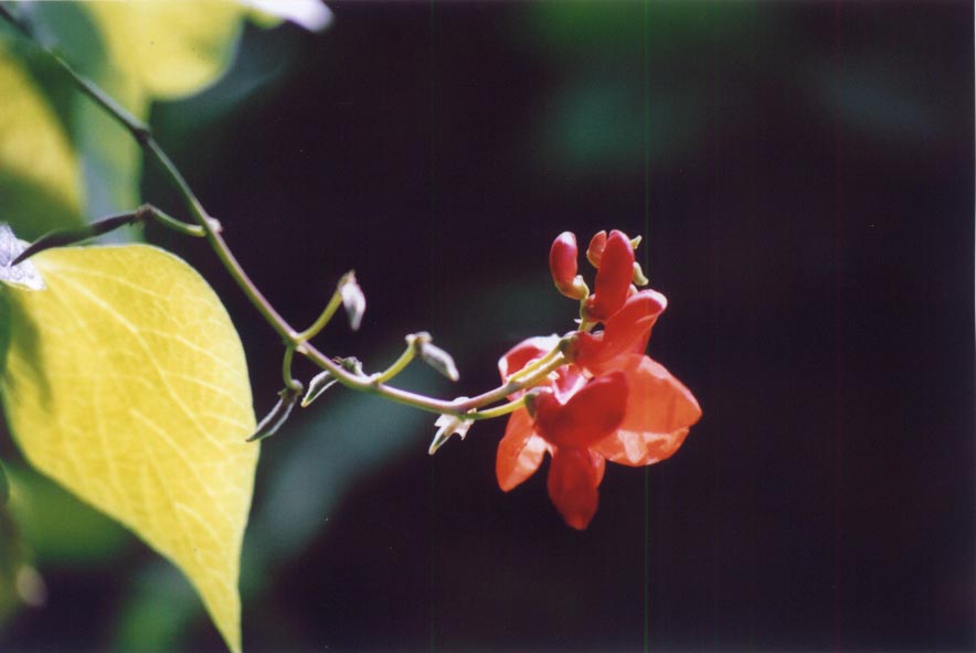 축소된 이미지 입니다, 원본을 보시려면 클릭하세요